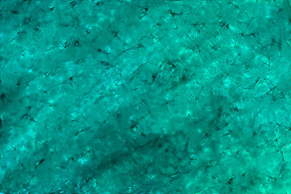 blury-spider-webs