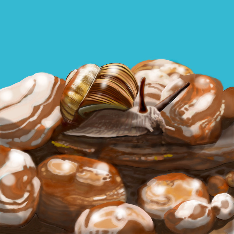 snail-snuggery