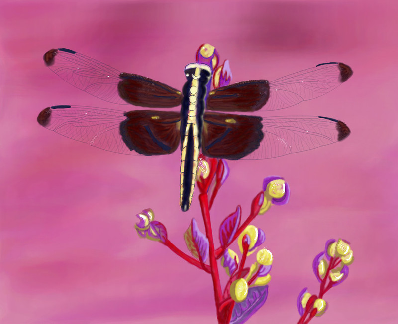 dragonfly