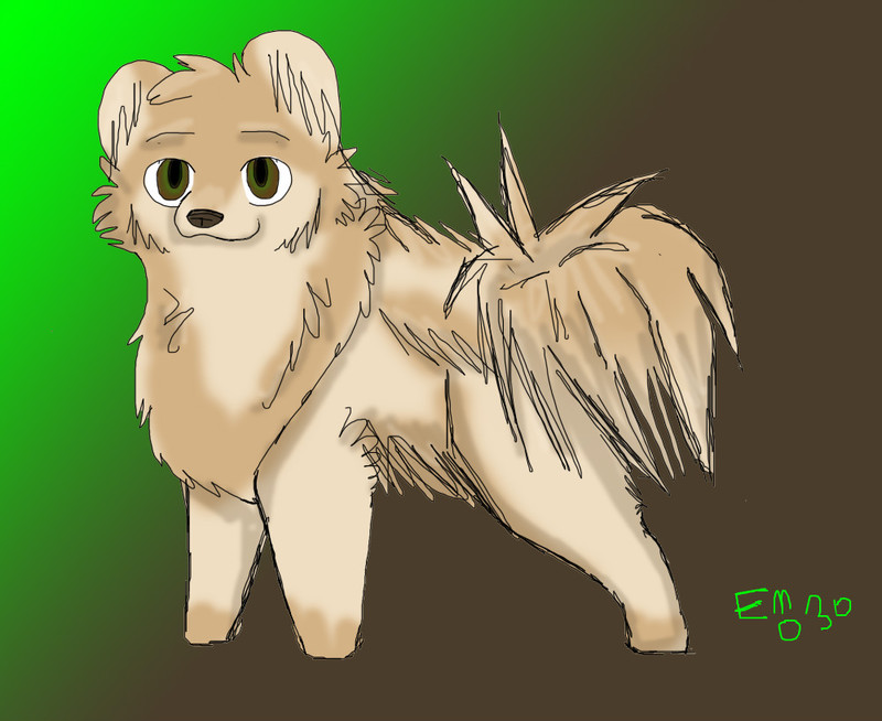 pomeranian