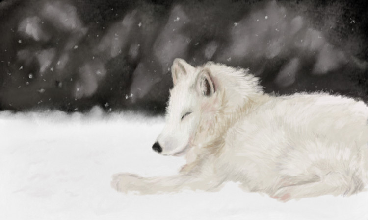 arctic-fox