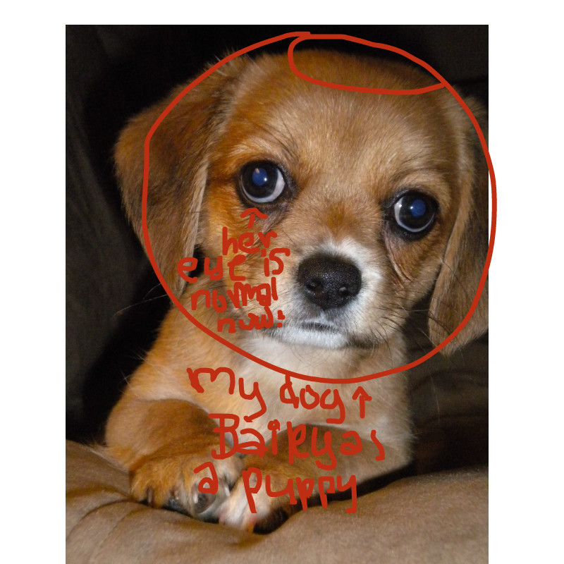 bailey-my-dogwell-one-
