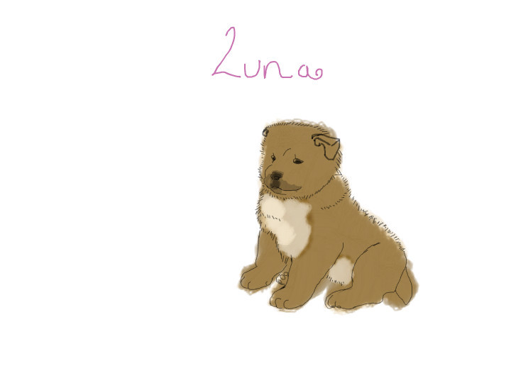 luna-my-chow-chow