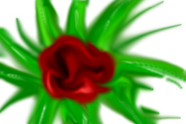 rose