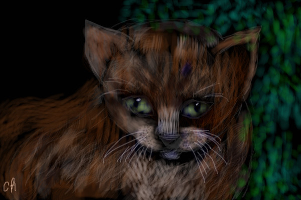 cat