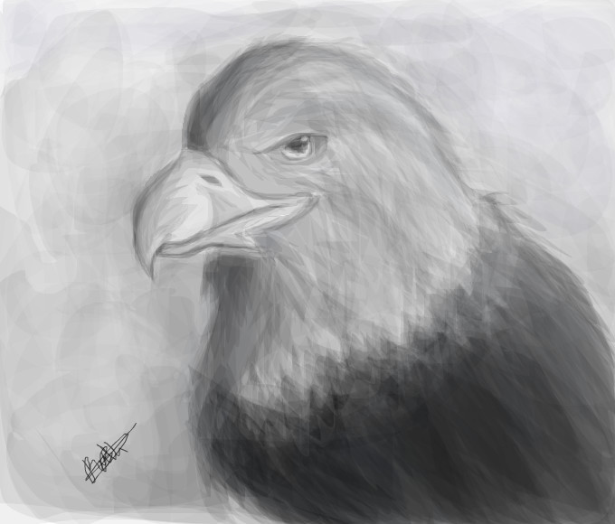eagle-sketch