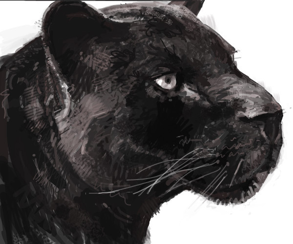 black-leopard-bones-an