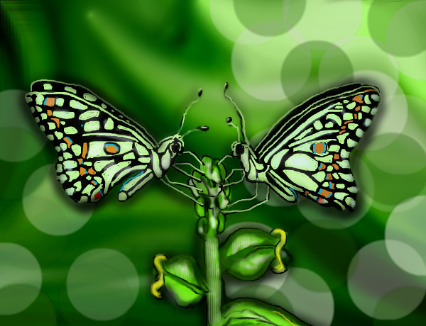 butterflies-in-love