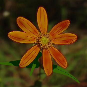 helianthus-divaricatus