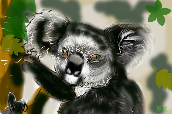 koalaa