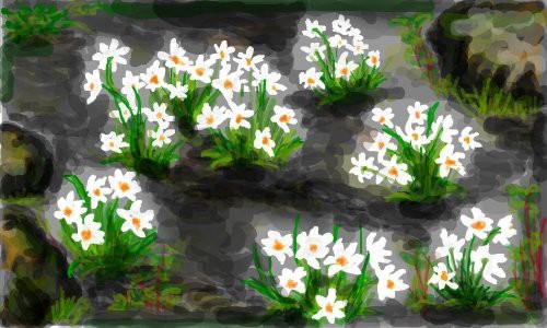 daffodils