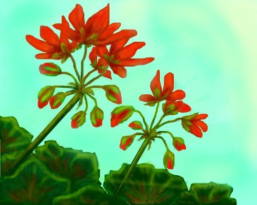 geranium-red