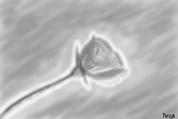 rose