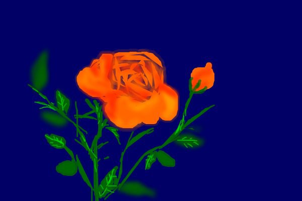 apricot-rose