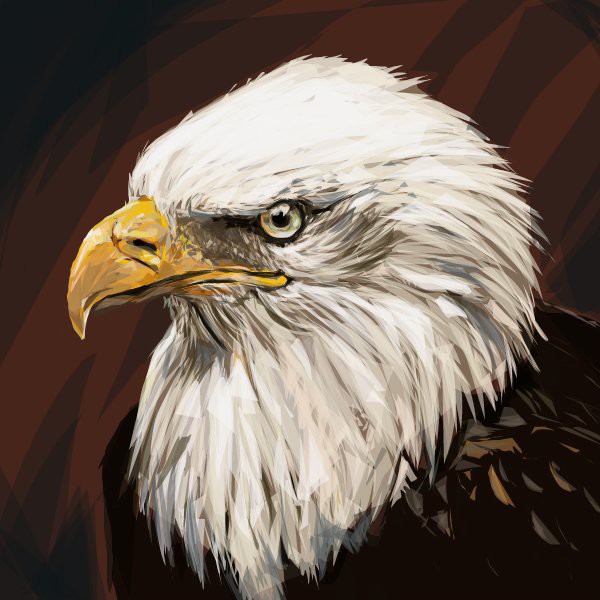 bald-eagle