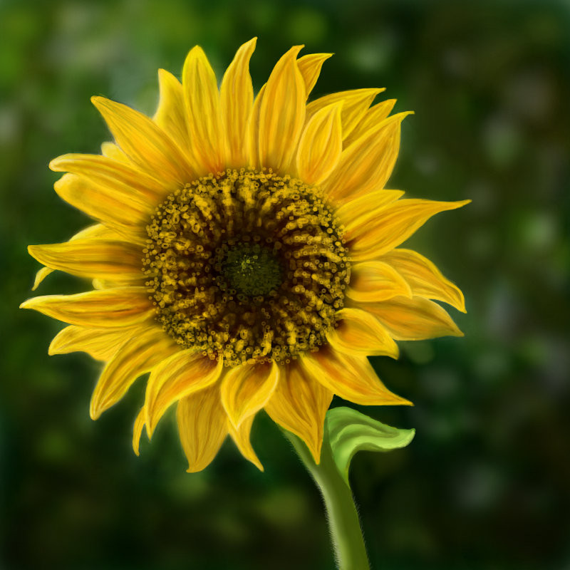 sunflower
