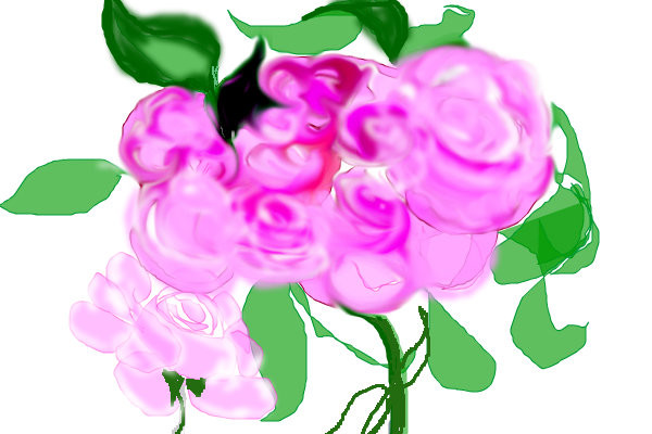 roses