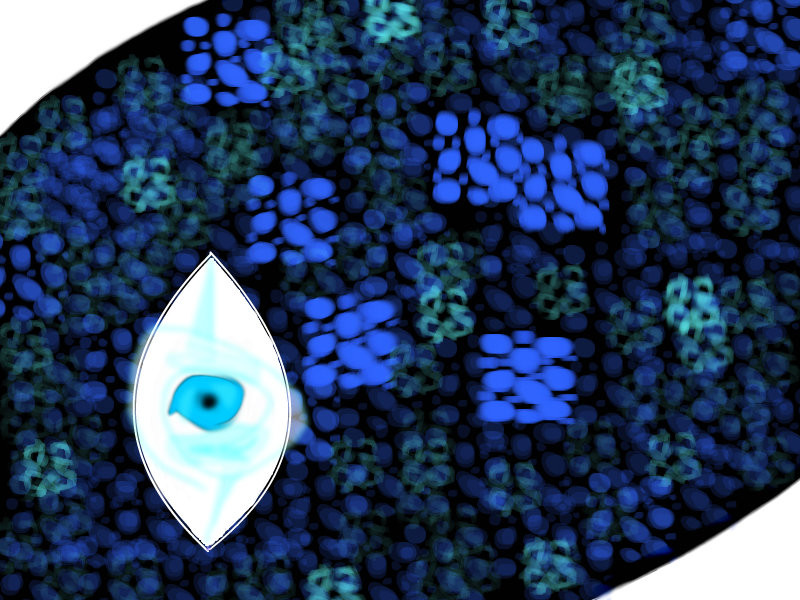sight