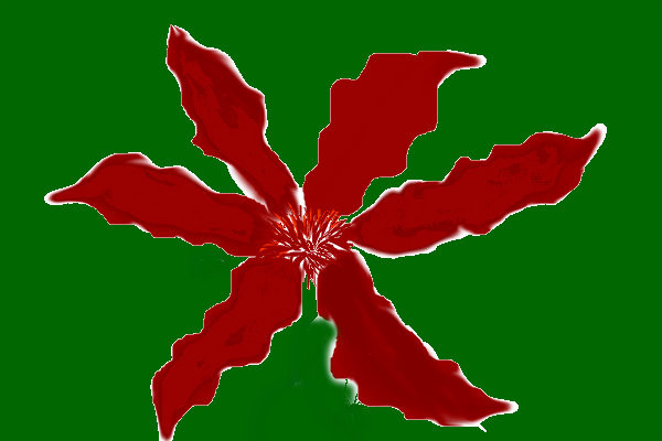 poinsetta