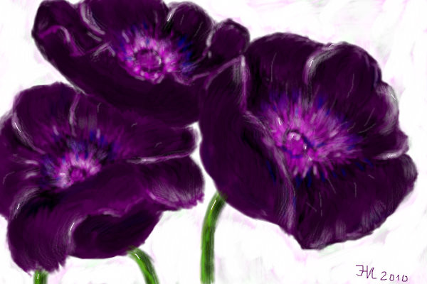 purple-poppies