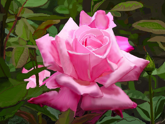pink-rose