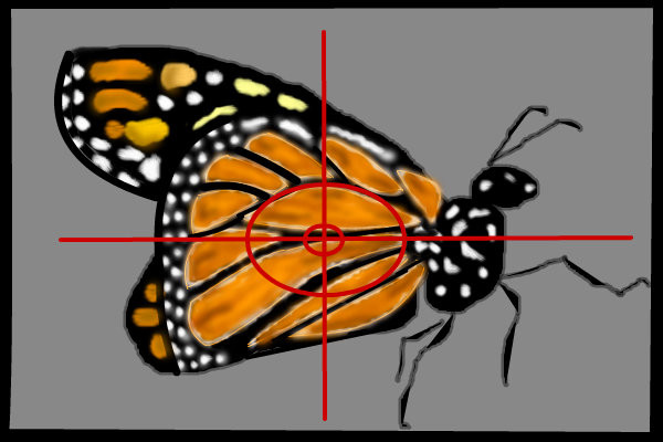 butterfly