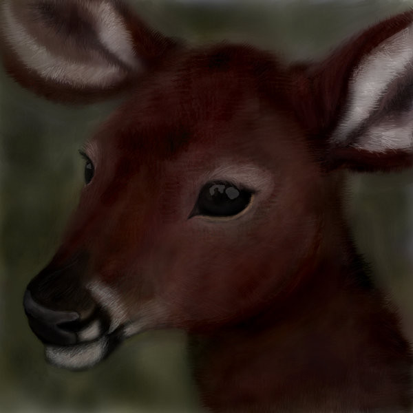 fawn
