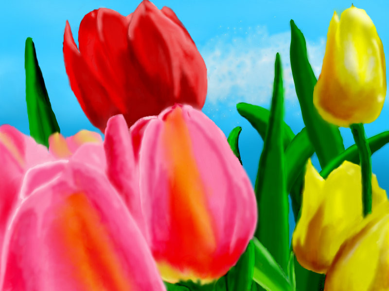 tulip-variation