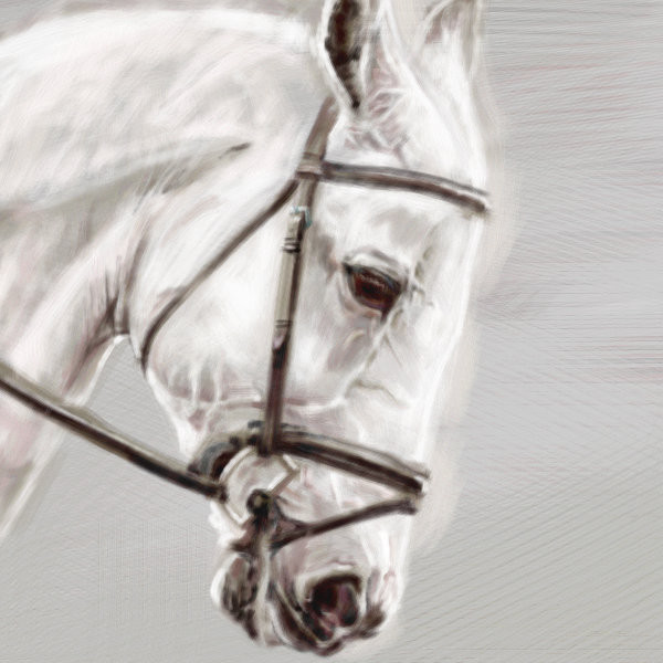 297-horse