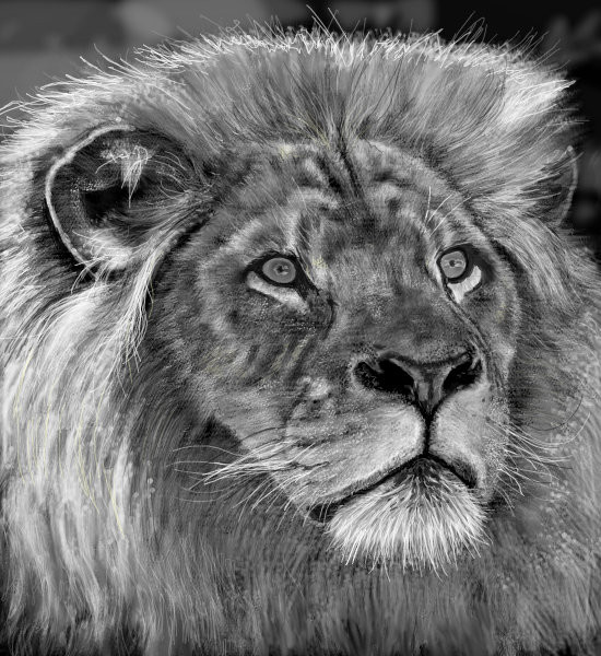 king-of-the-jungle