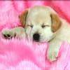 011pet-animal-dog.jpg