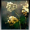 130x130CAFK8XL8.jpg