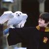 HARRY POTTER-the character of the month