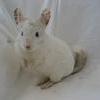 Chinchilla%20cropped.jpg