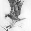 Eagle landing