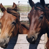 Horses