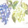 the image has nothing to do, I just was drawing Some ugly and boring grapes