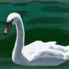 Swan of Tuonela