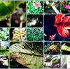 nature photography