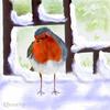 Robin in the snow