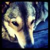 Jake