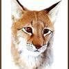 lynx