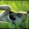 mexican-wolf-pup.jpg