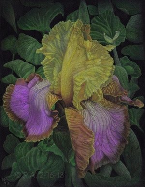 Mom's Iris Revisited