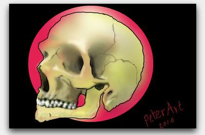 skull.jpg