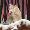 snow wolf