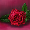 the-rose.jpg