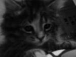 geli01's picture