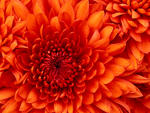 taisca1's picture