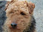 luette's picture